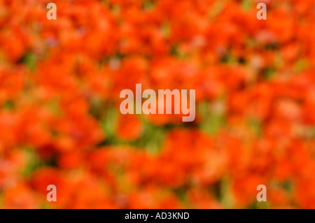 Abstract image of poppies in Poppy land near Cromer in North Norfolk England UK Stock Photo
