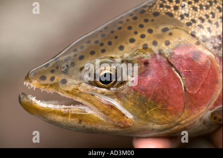 Releasing wild Rainbow trout Model Released Image Stock Photo