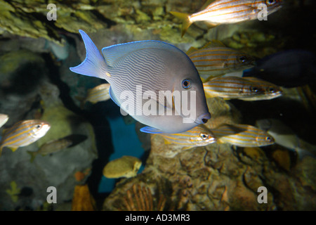 Atlantic Blue Tang Acanthurus coeruleus Stock Photo