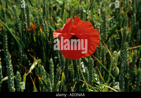 SURREY UK June A common poppy surrounded by growing barley heads  Papaver rhoeas Stock Photo