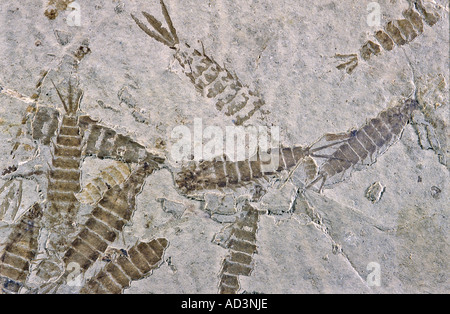Mayfly Larvae Paleociradtae ephemmeropsis Lower Cretaceous China Stock Photo