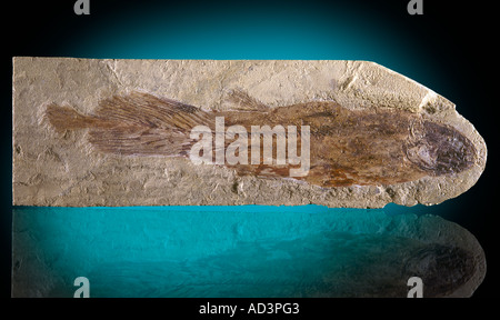 Coelacanth Fossil Cardiosuctor populosum Upper Mississippian Montana Stock Photo