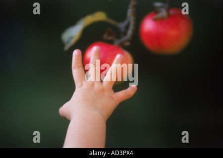 Hand of child reaching for red apple hanging on tree Stock Photo