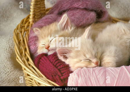 Kittens Sleeping in the Yarn Stock Photo