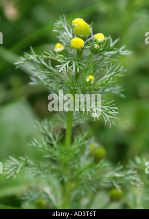 Pineapple Mayweed or Rayless Mayweed, Matricaria matricarioides or Chamomilla suaveolens, Asteraceae (Compositae). Stock Photo