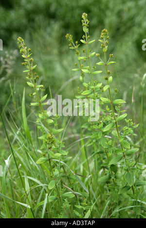 Slender St Johns Wort, Hypericum pulchrum, Hypericaceae Stock Photo