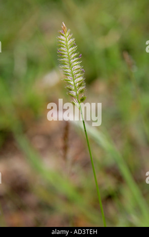 Crested Dogstail, Cynosurus cristatus, Poaceae. Grass Flower. Stock Photo