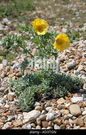 Yellow Horned Poppy Glaucium flavum Papaveraceae Stock Photo