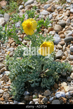 Yellow Horned Poppy Glaucium flavum Papaveraceae Stock Photo