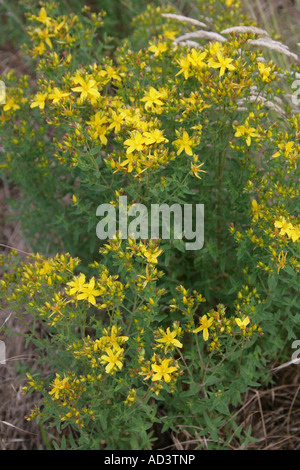 Perforate St Johns Wort, Hypericum perforatum, Hypericaceae Stock Photo