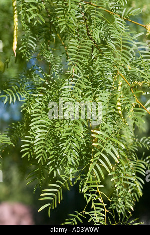 Honey Mesquite Prosopis glandulosa Tucson Arizona United States 9 June Fabaceae Stock Photo