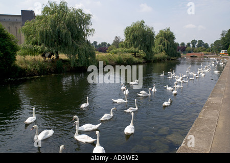 Swans on the river Nene at the Embankment Wellingborough Northamptonshire Stock Photo