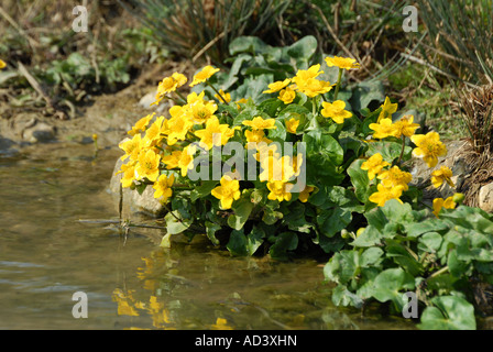 Marsh Marigold also called Kingcups Stock Photo
