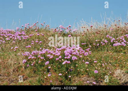Thrift in sand dunes and a blue sky Stock Photo