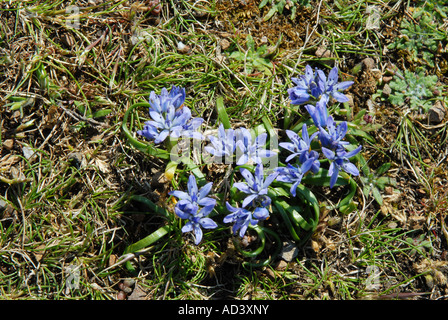 Spring Squill growing on cliff top Stock Photo
