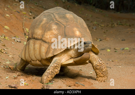 Madagascar Plowshare tortoise (Geochelone yniphora) Endangered Madagascar male Stock Photo