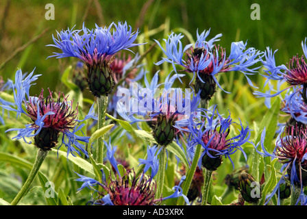 Beautiful display of Perennial Cornflowers Stock Photo