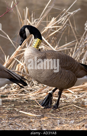 Canada goose pagina oficial italia hotsell