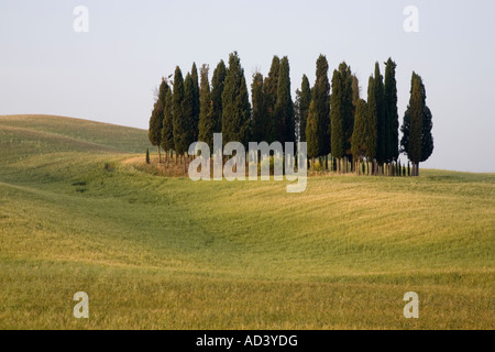 Cypress trees Tuscany Italy Stock Photo