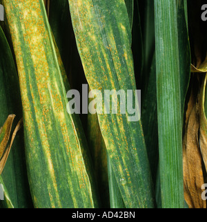 Yellow rust or stripe rust Puccinia striiformis severely infected wheat leaves Stock Photo