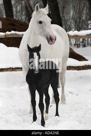 The horses love Stock Photo