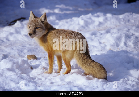 corsac fox standing in snow Vulpes corsac Stock Photo