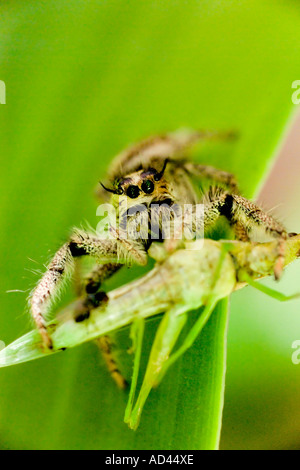 Large Jumping Spider with meal Stock Photo