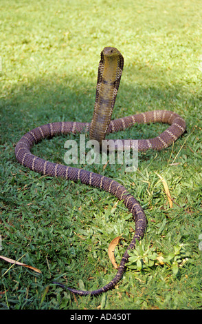 KING COBRA. Ophiophagus hannah.  Venomous rare.  Largest venomous snake in the world Stock Photo