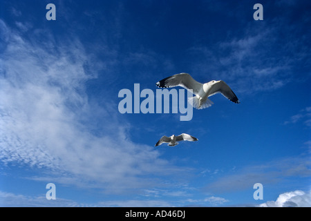 Flying Herring Gull Stock Photo