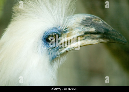 close up of White Crowned Hornbill Stock Photo