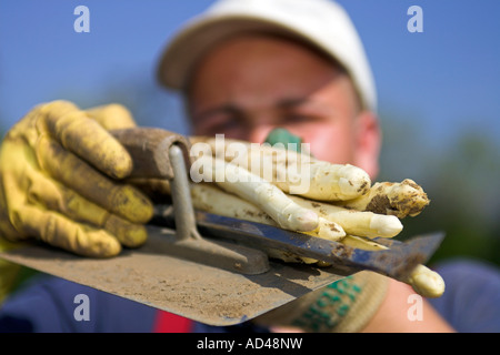 Helpers harvest asparagus, Hessen, Germany.