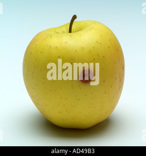 Golden Delicious apple with small rotten part and grub's hole Stock Photo