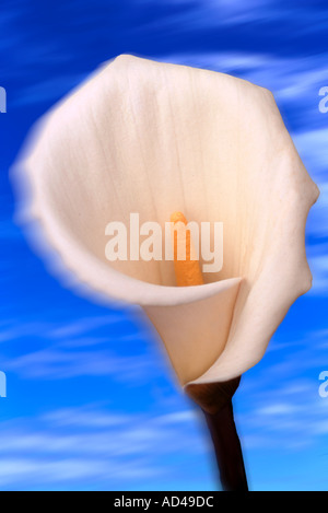 White Calla lily flower against sky background Stock Photo