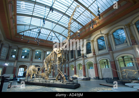 Dinosaur hall, children, Museum of Natural History, Berlin, Germany Stock Photo