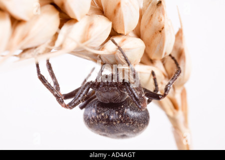 Walnut orb weaver spider (Nuctenea umbratica) Stock Photo