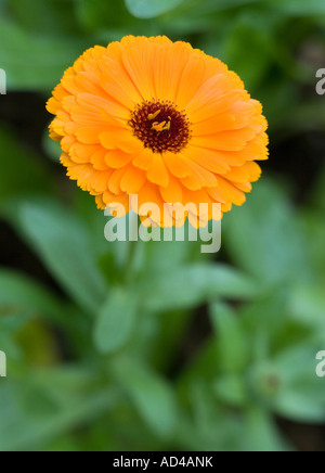 An orange blossom of a marigold Stock Photo