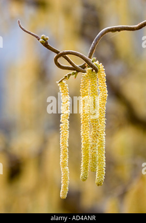 A blooming Corkscrew hazel bush (Corylus avellana Contorta) Stock Photo