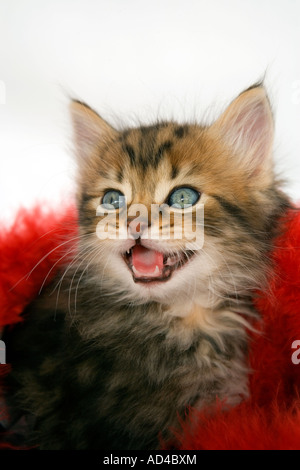 Long haired tabby kitten meowing. Stock Photo