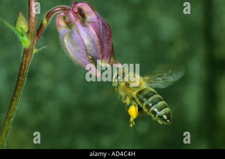 Biene (Apis mellifera) on an Aquilegia vulgaris Stock Photo