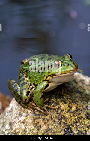 European edible frog sitting on a stone at a garden pond (Rana esculenta) Stock Photo