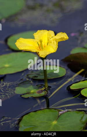 Flowering yellow floating heart - aquatic plant (Nymphoides peltata) Stock Photo