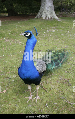 Peacock/Peafowl ((Pavo cristatus), Brownsea Island, Poole Harbour, Dorset UK Europe Stock Photo