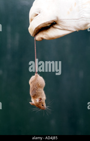 Gloved hand holding a dead mouse Stock Photo