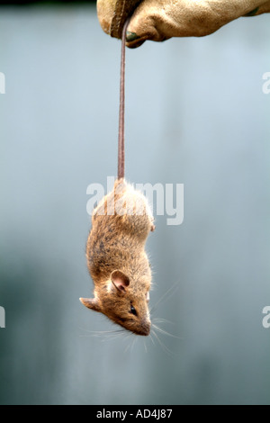 Gloved hand holding a dead mouse Stock Photo