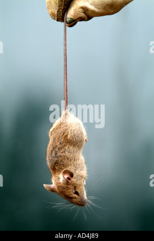 Gloved hand holding a dead mouse Stock Photo