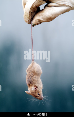 Gloved hand holding a dead mouse Stock Photo