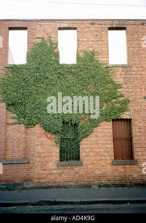 Ivy growing on the facade of a building Stock Photo