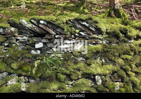 Moss covers a very old dry stone wall in a lane in England's Lake District Stock Photo