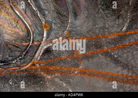 Red pine needles, ice and rock outcrop, Greater Sudbury, Ontario, Canada Stock Photo