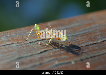 Two Green Ants and Mangroves of the Daintree Rainforest Stock Photo